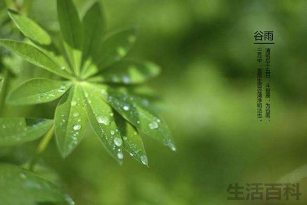 谷雨是什么意思谷雨一定会下雨吗