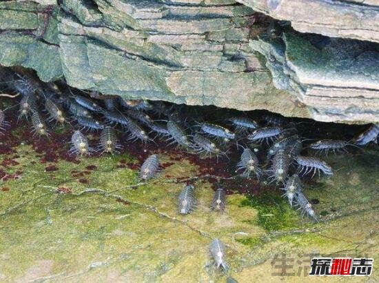 能食用/非蟑螂