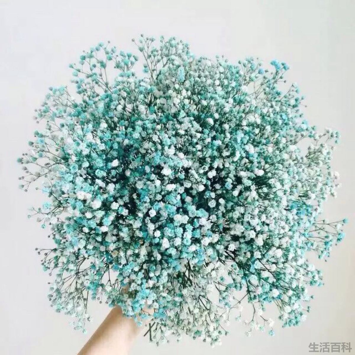 玫瑰花颜色的含义