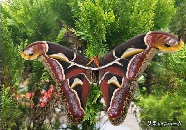 双头蛇蝴蝶有毒吗