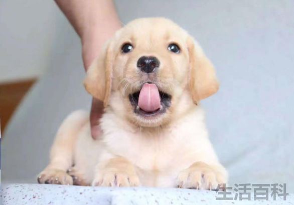十大最受欢迎的宠物排行