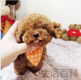 十大最受欢迎的宠物排行