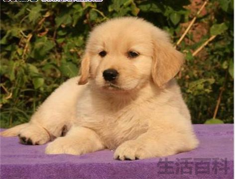 十大最受欢迎的宠物排行