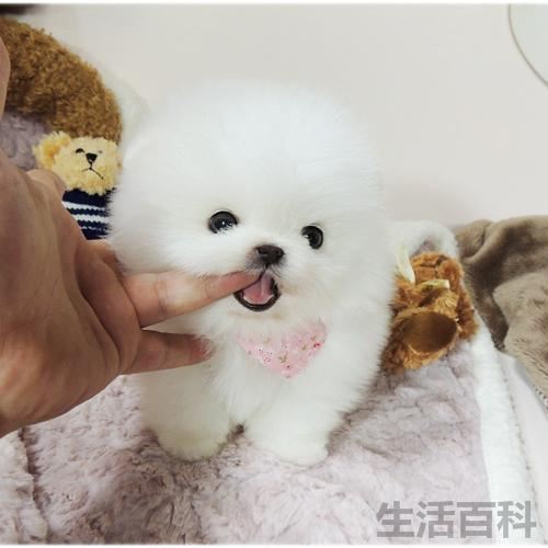 十大最受欢迎的宠物排行