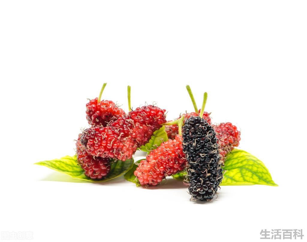 中国桑葚哪个产地最好