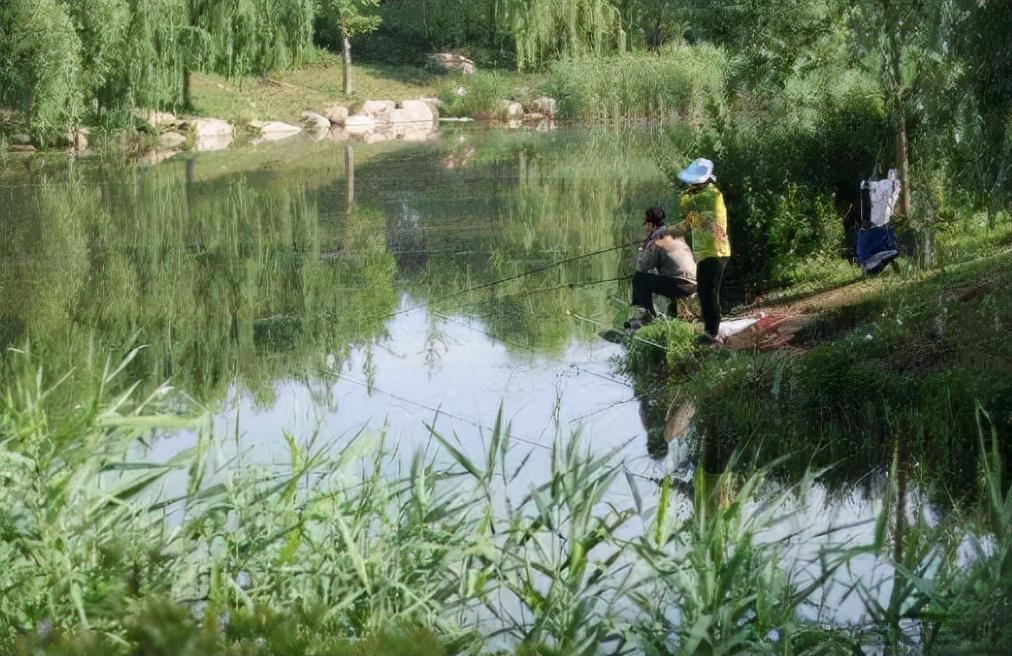 河里小鱼品种图片大全