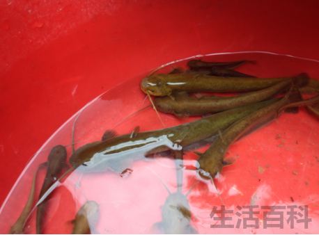 河里小鱼品种图片大全