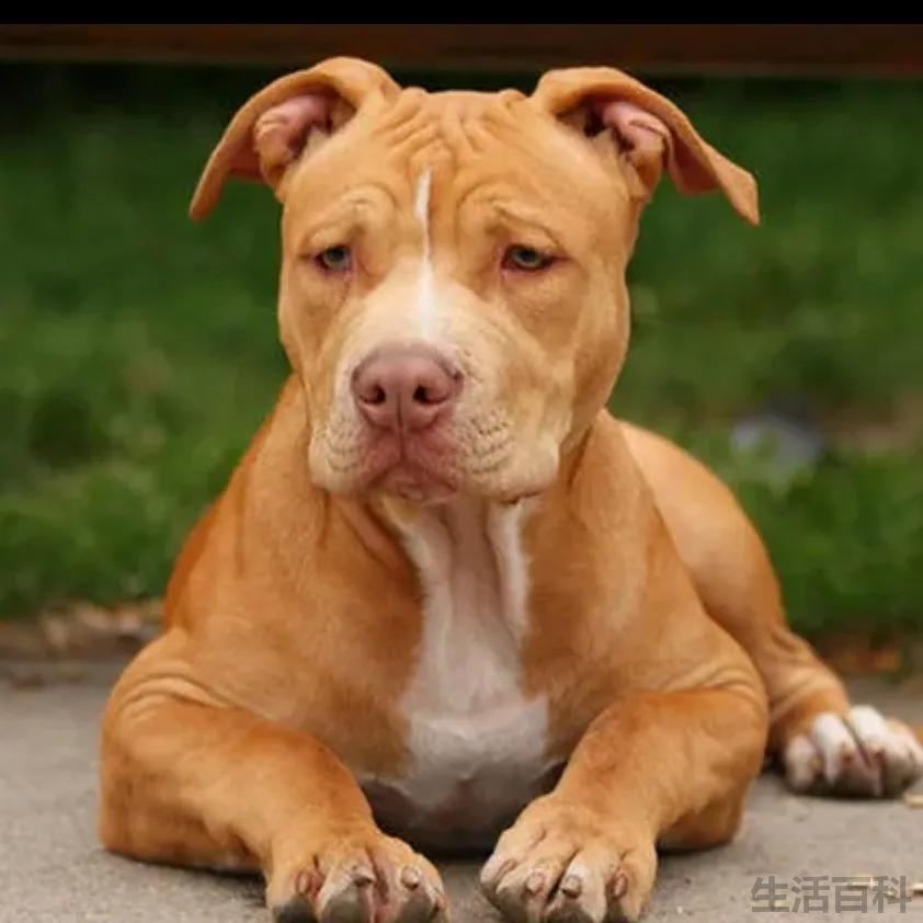 俄罗斯十大名犬排行榜