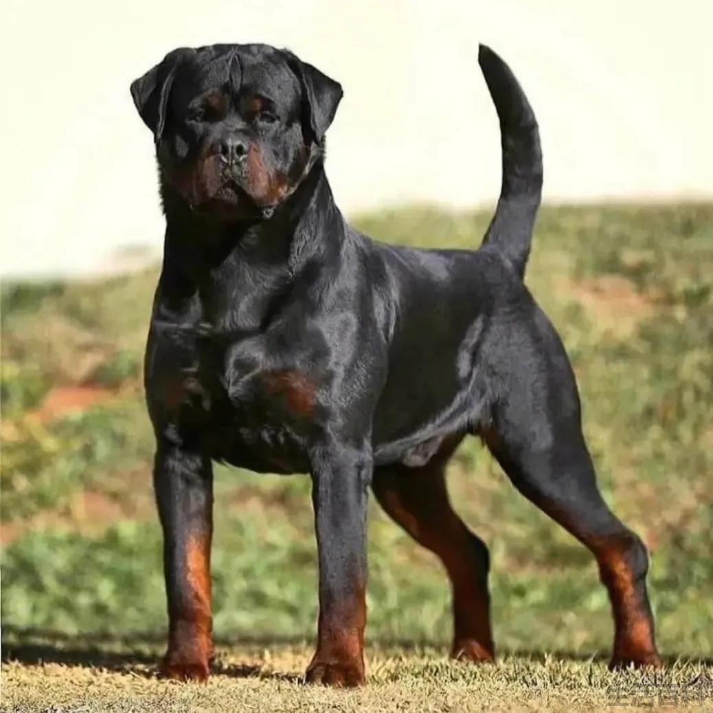 俄罗斯十大名犬排行榜