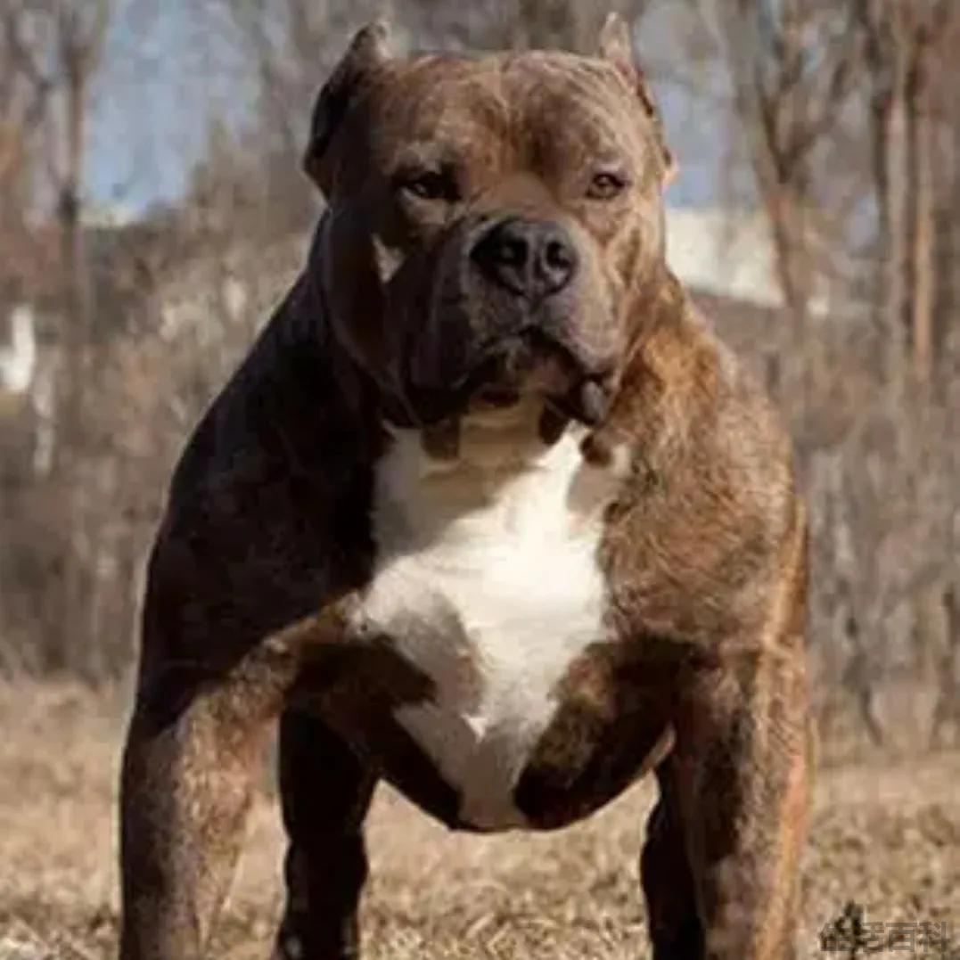 俄罗斯十大名犬排行榜
