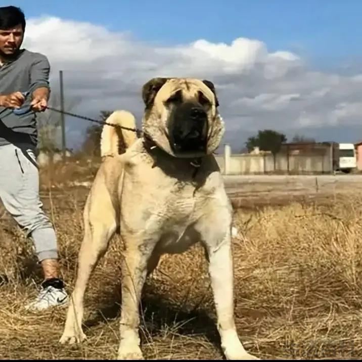 俄罗斯十大名犬排行榜