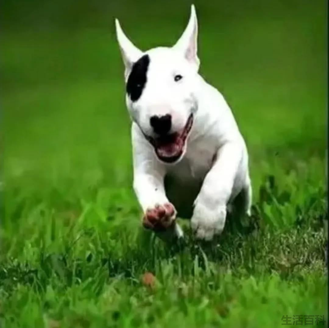 俄罗斯十大名犬排行榜