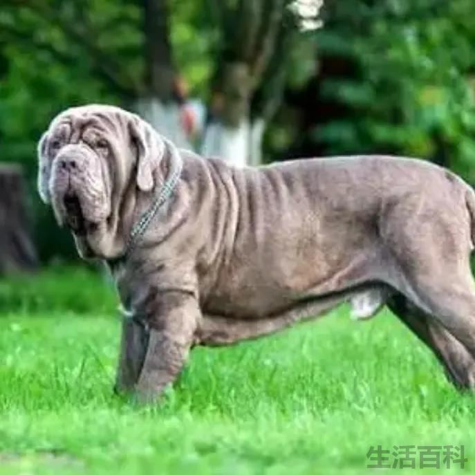 俄罗斯十大名犬排行榜