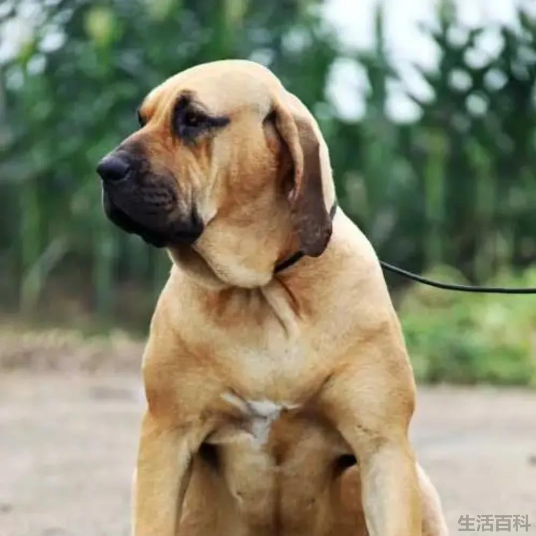 俄罗斯十大名犬排行榜