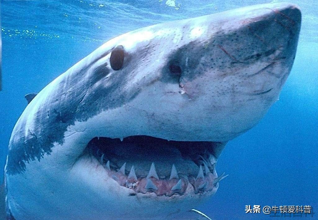 咬合力排名前十的动物
