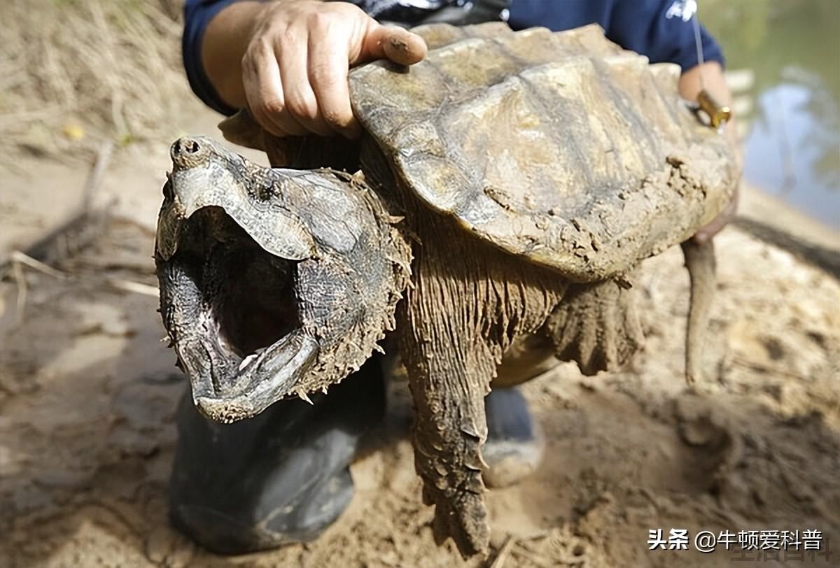 咬合力排名前十的动物
