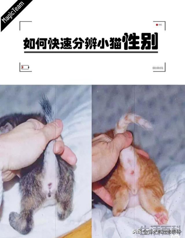 刚出生小猫公母分辨图