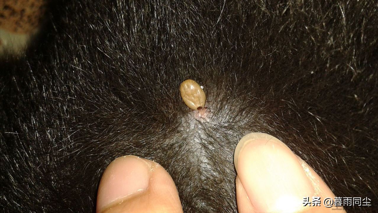 蜱虫最怕3个克星