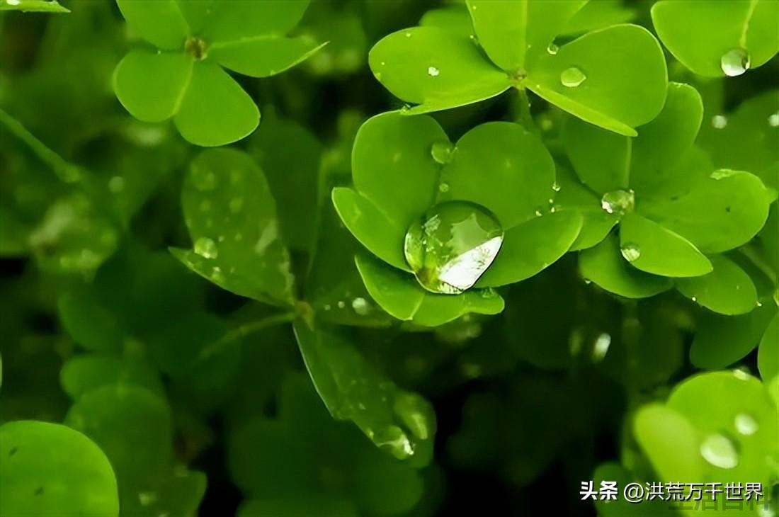 五叶草的含义与花语