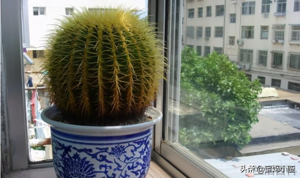 仙人球放在家里哪个位置好