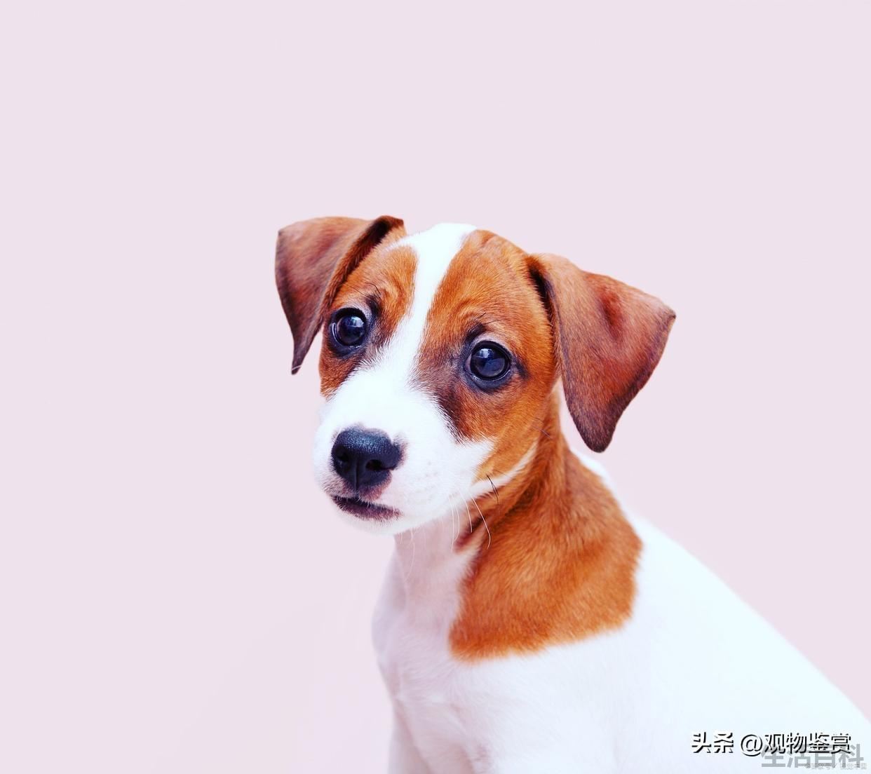 小狗一直咬尾巴是怎么回事