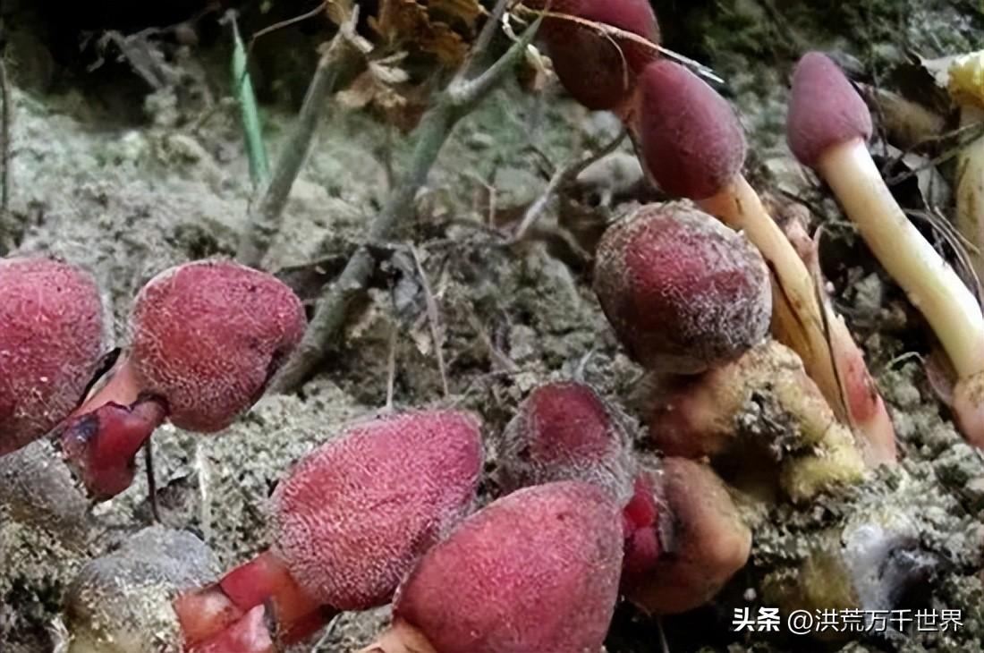 回春草种植方法