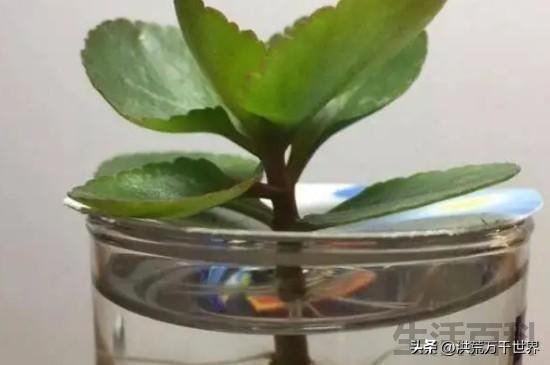 鲜花插在花泥里活得久还是水里