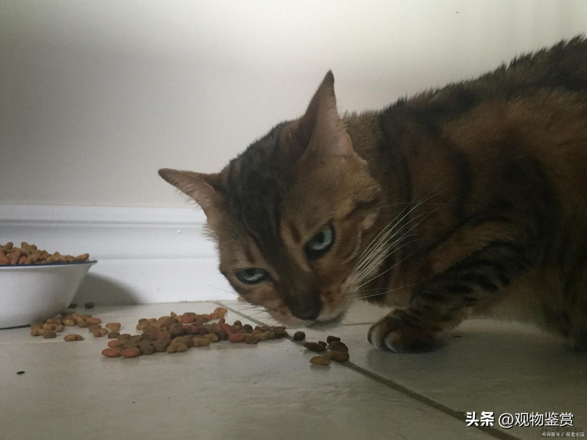 猫呕吐是怎么回事