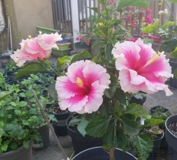 扶桑花这么养
