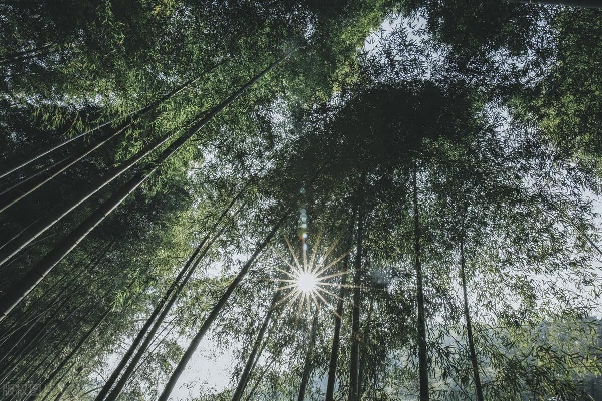 竹海最值得去的景点