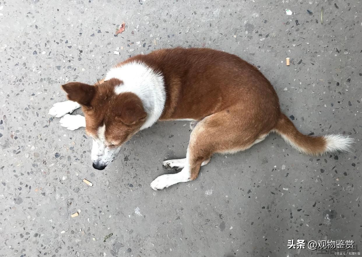 小狗一直咬尾巴是怎么回事