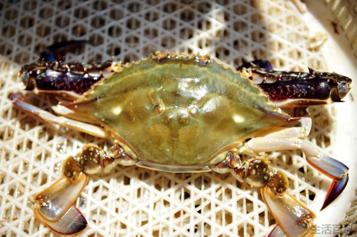 梭子蟹怎么保存最佳方法