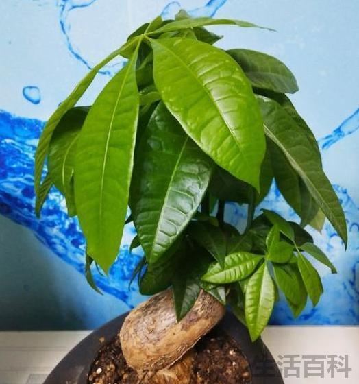 什么盆栽适合放在客厅