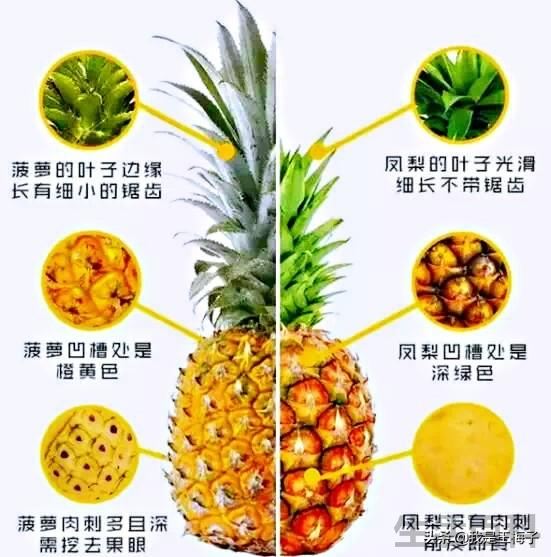 凤梨是不是菠萝