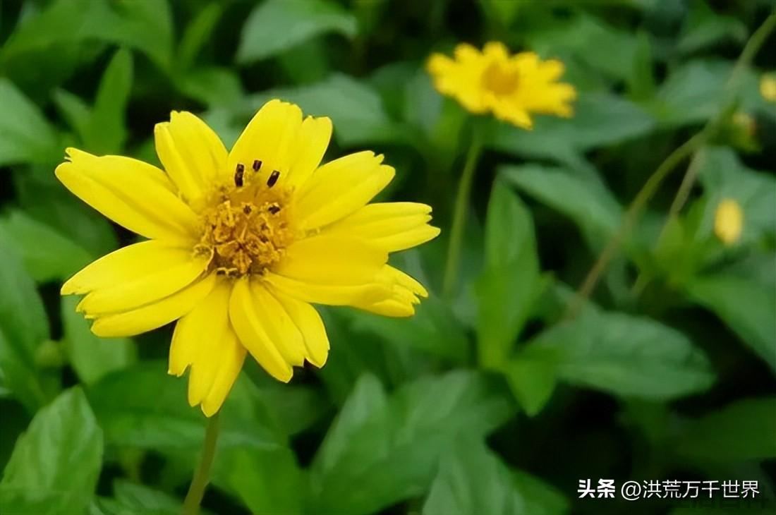 回春草种植方法