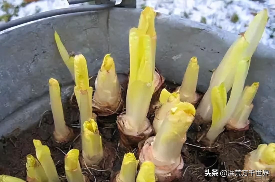 玉兰菜怎么种植