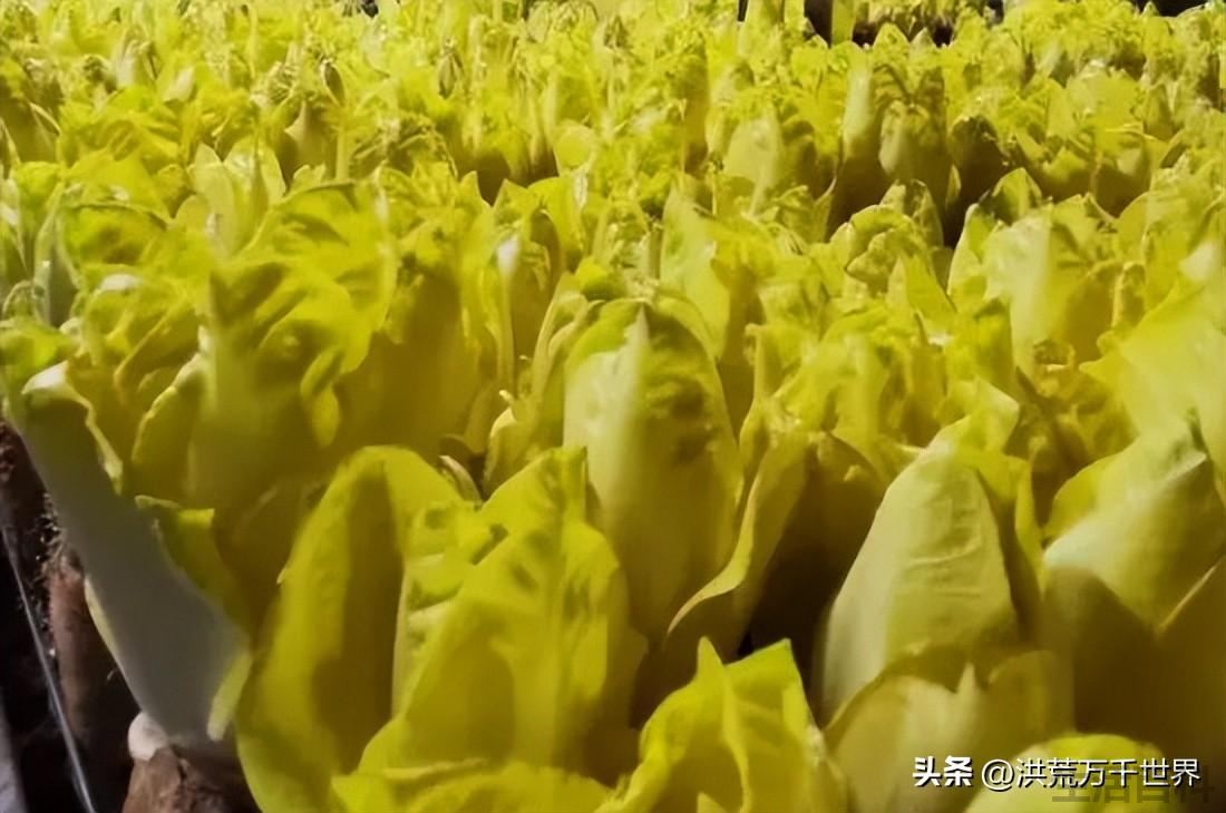 玉兰菜怎么种植