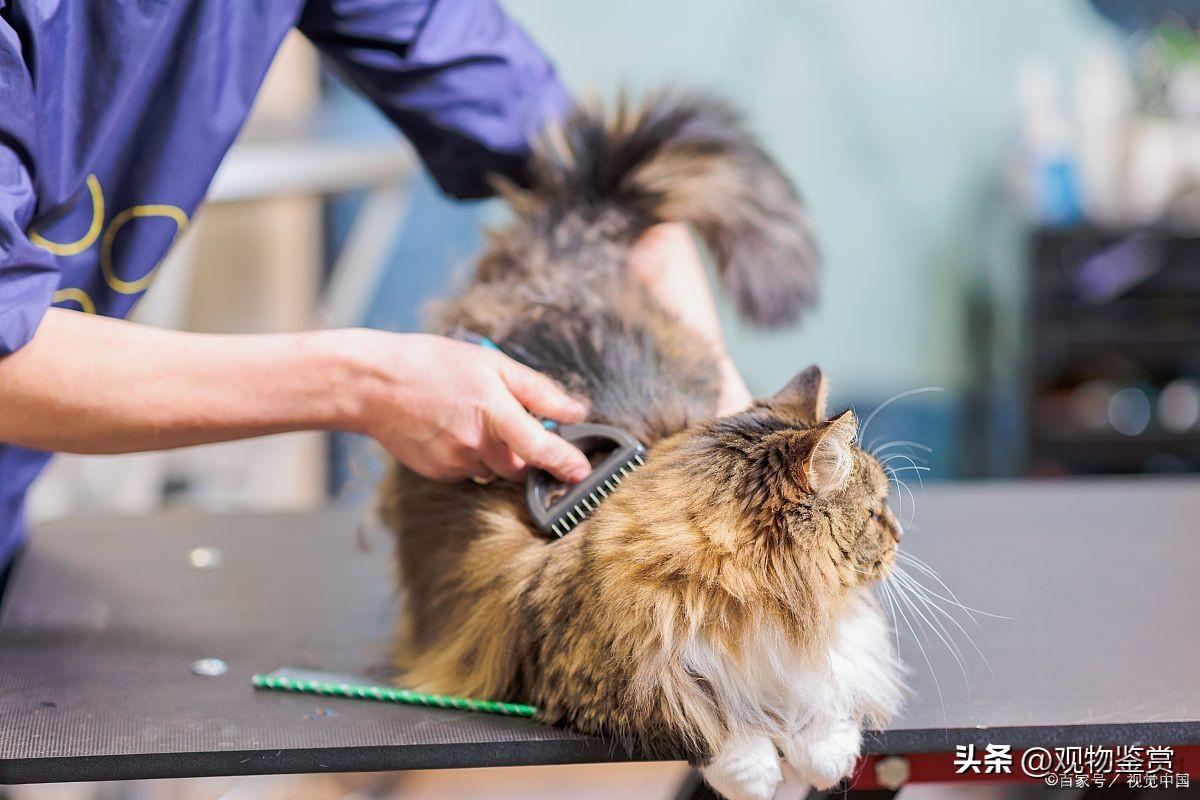 猫呕吐是怎么回事