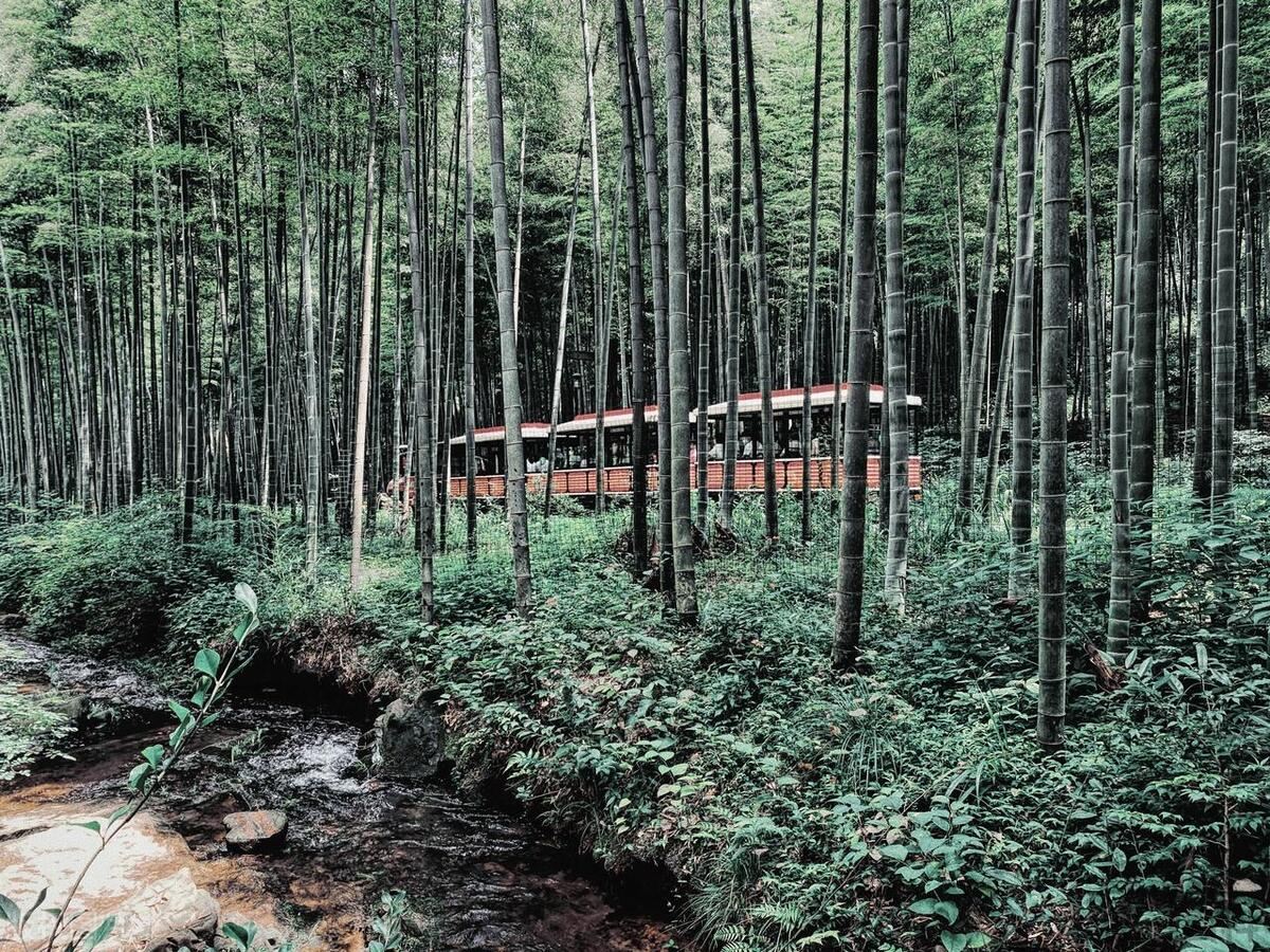 竹海最值得去的景点