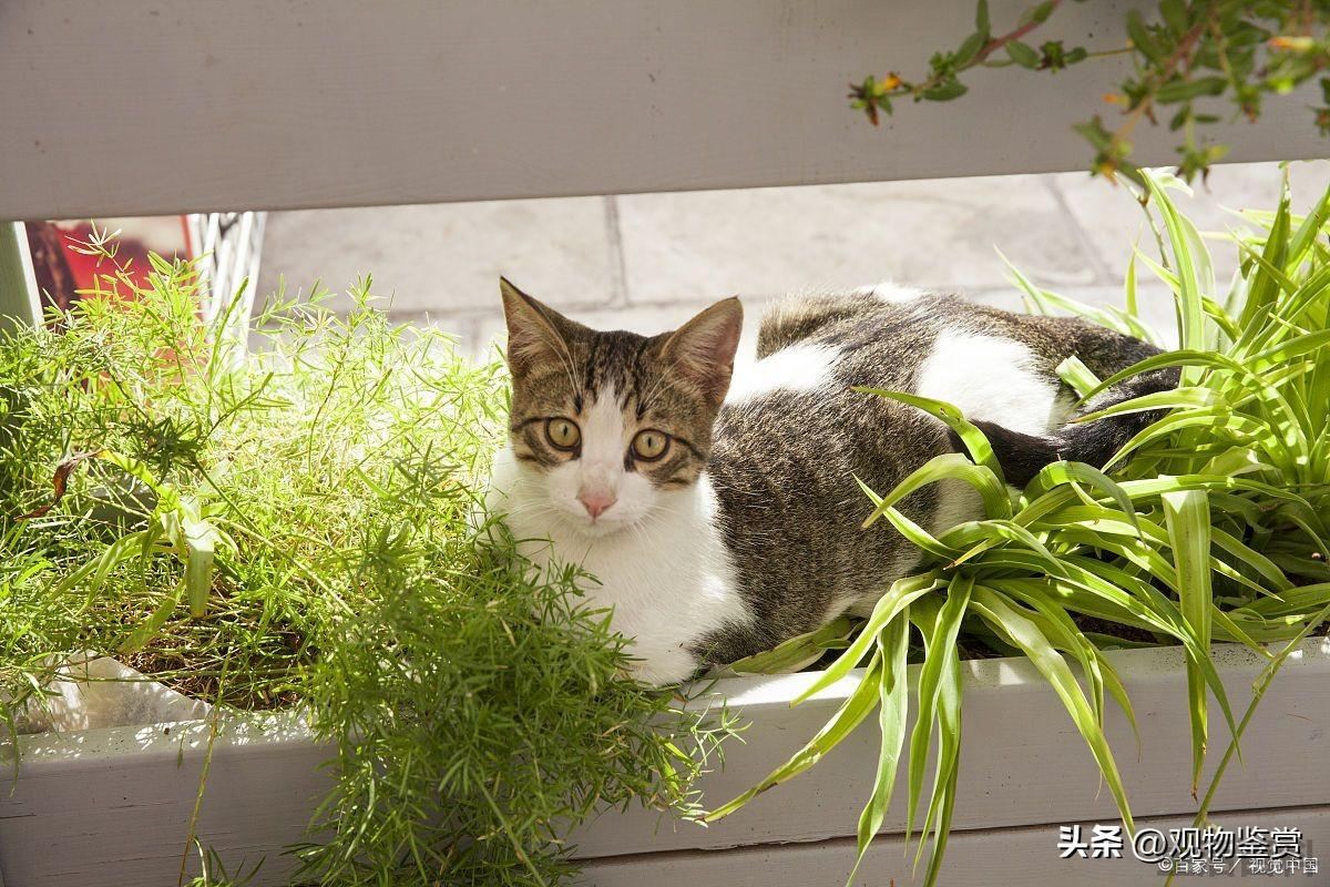 猫呕吐是怎么回事
