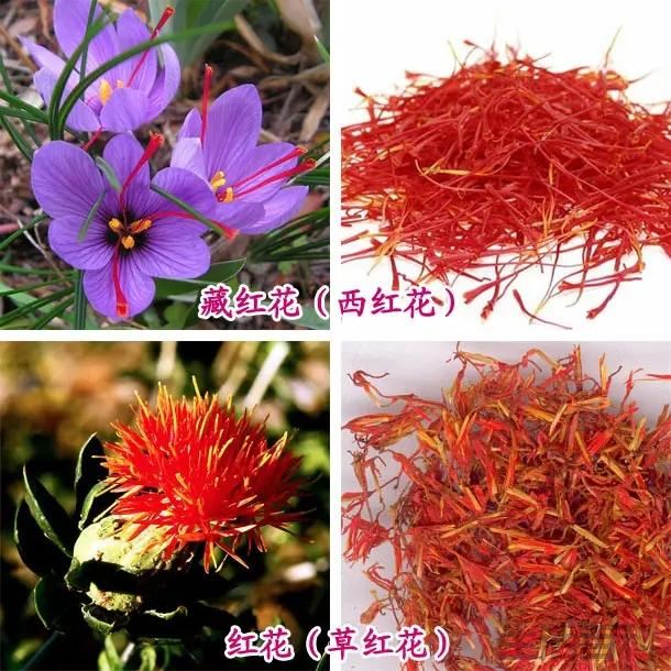 藏红花和红花区别在哪里