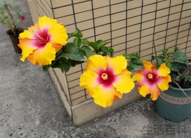 扶桑花这么养