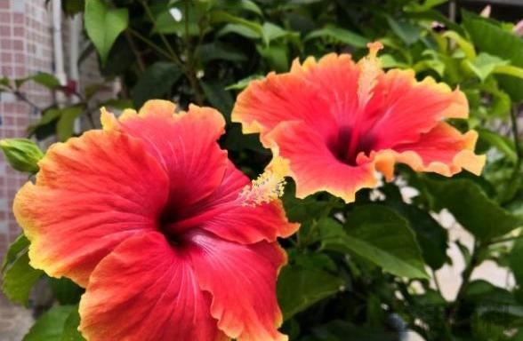 扶桑花这么养