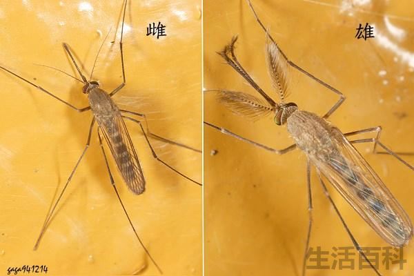 咬人的蚊子是公的还是母的