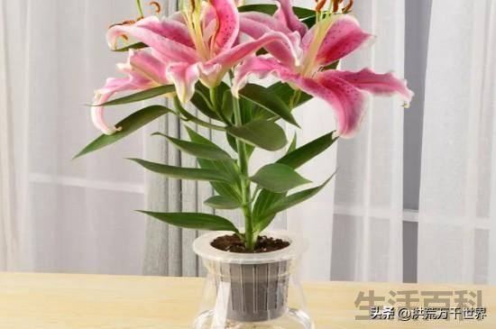 鲜花插在花泥里活得久还是水里