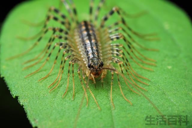 蚰蜒真的会钻耳朵里吗