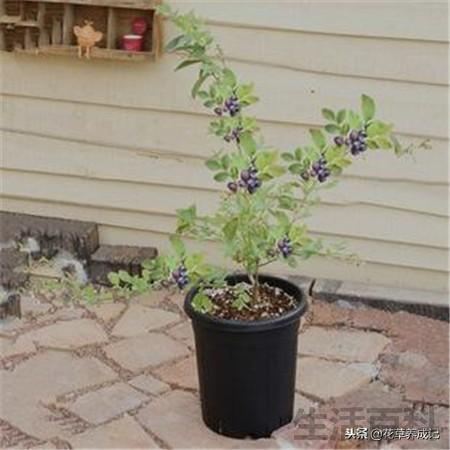 蓝莓春季怎么养