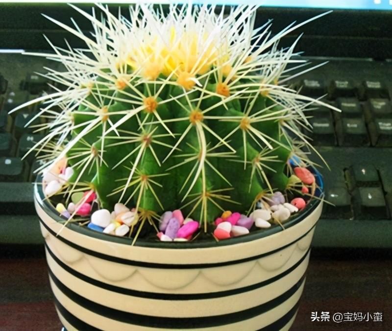 仙人球放在家里哪个位置好