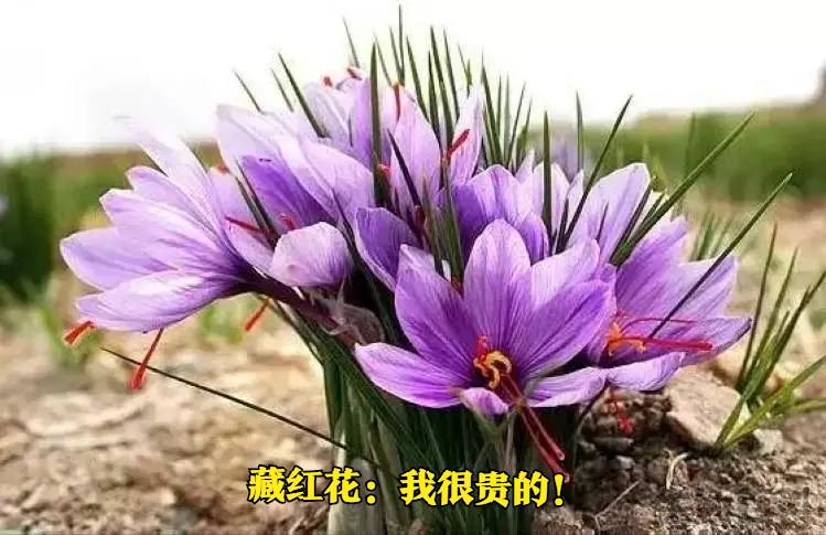 藏红花和红花区别在哪里