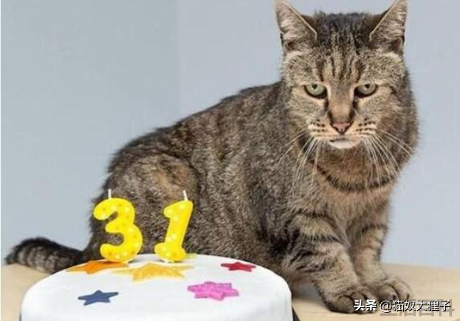 不打猫三联猫咪可以活几年